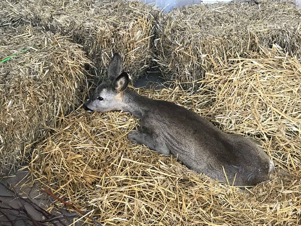 На Харьковщине в ДТП пострадала молодая косуля (фоторепортаж)