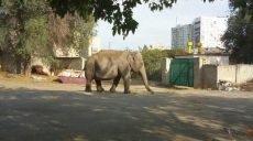 В Харькове во дворе дома гуляет слон (фото, видео)