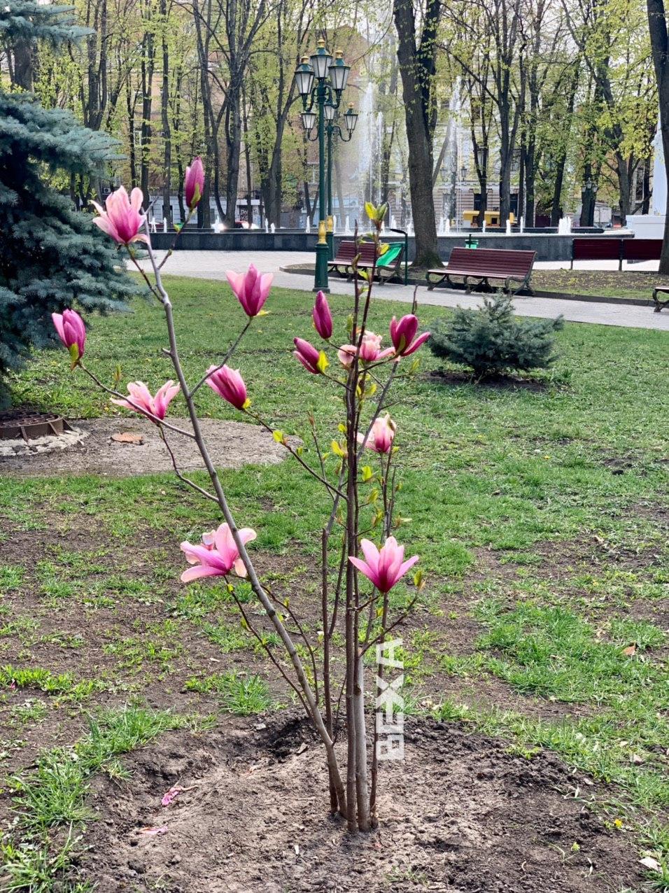 Коло Дзеркального струменя розквітла магнолія (фото)