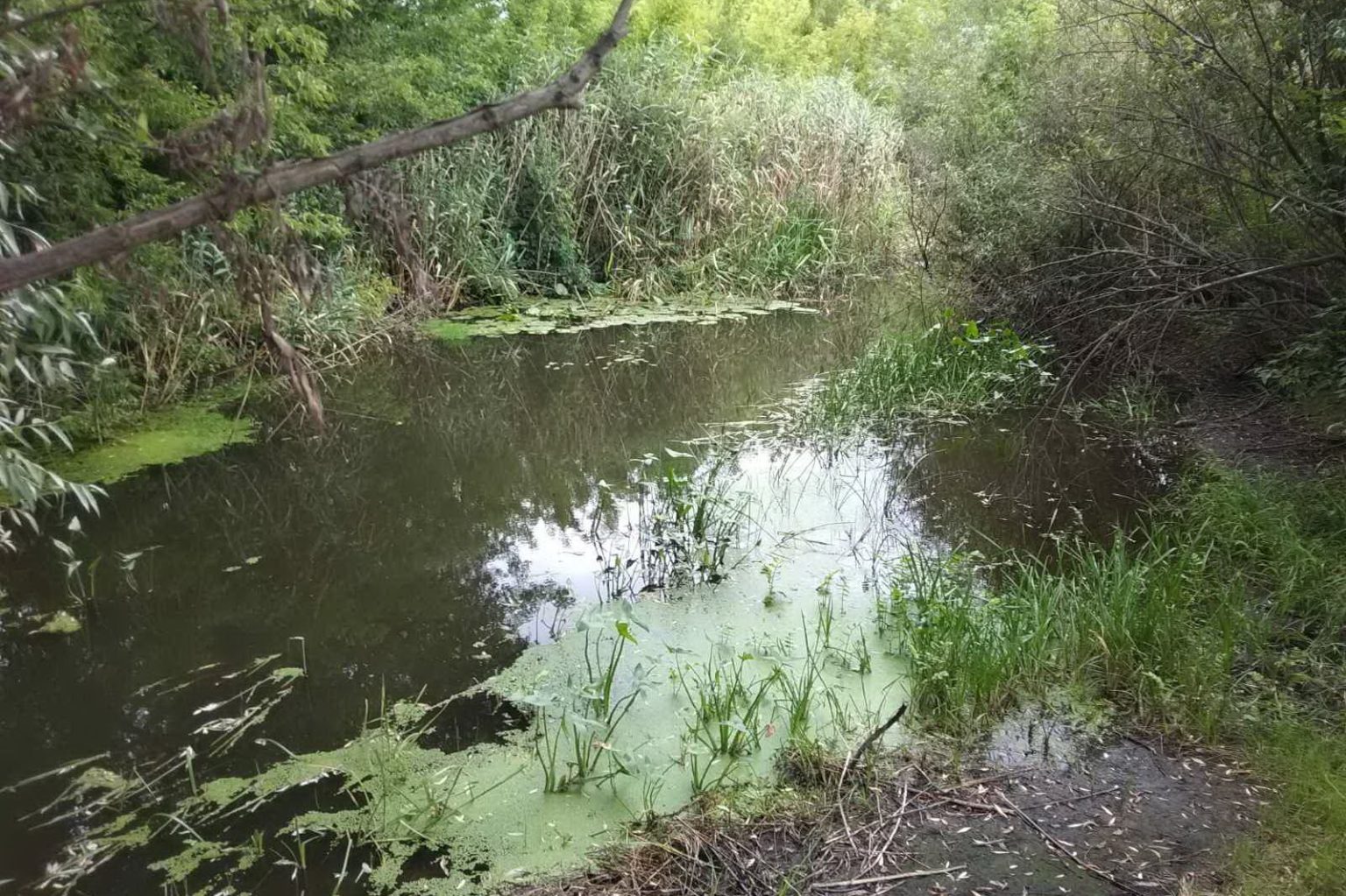 Из реки Лопань достали тело утопленника