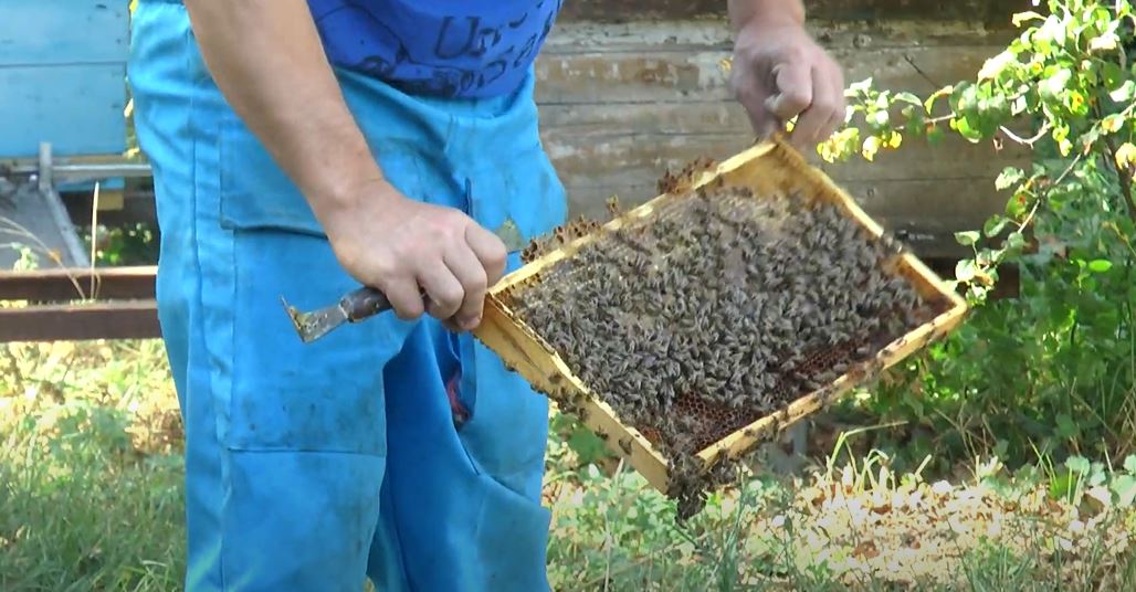 Пасічники Харківщини підбили підсумки непростого медового сезону (відео)