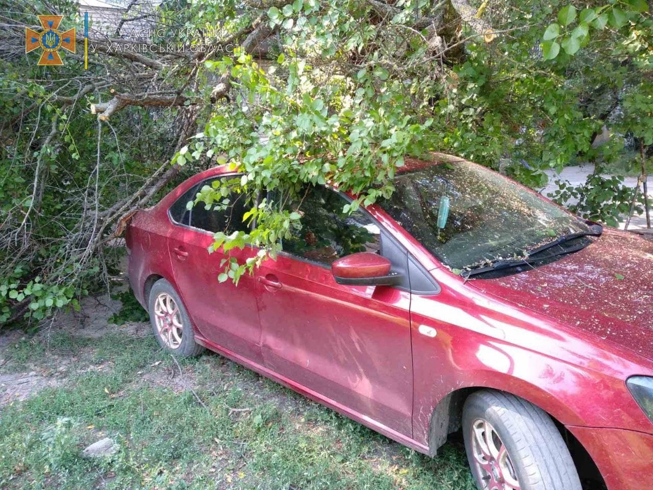 В Харьковской области на Volkswagen упало дерево (фото)