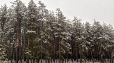 В Основ’янському районі Харкова пиляли сосни перед Новим роком: хто це робив