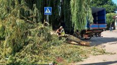 В Харькове дерево и электроопора упали на ребенка и двух взрослых (видео)