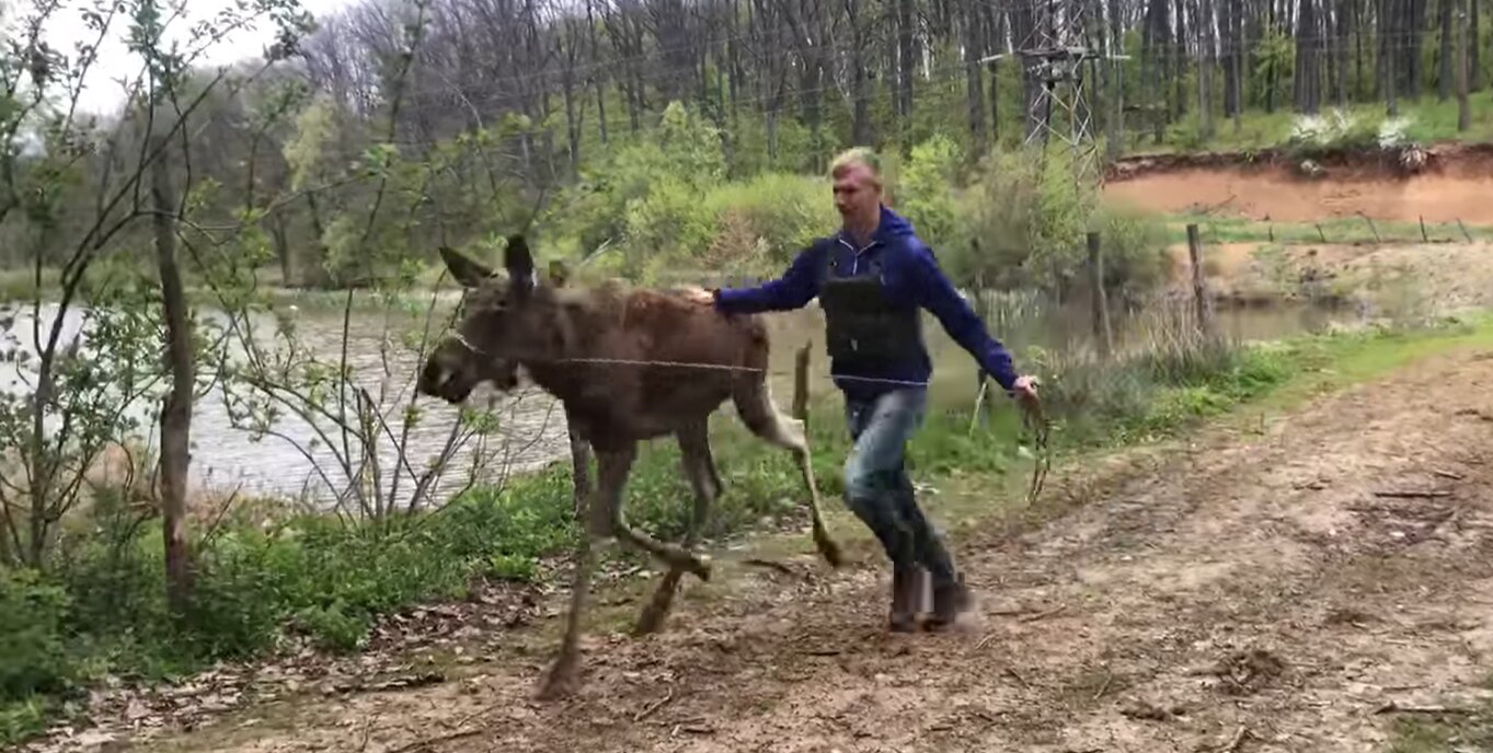 Для лосей из Харьковского экопарка построили вольер под Полтавой (видео)