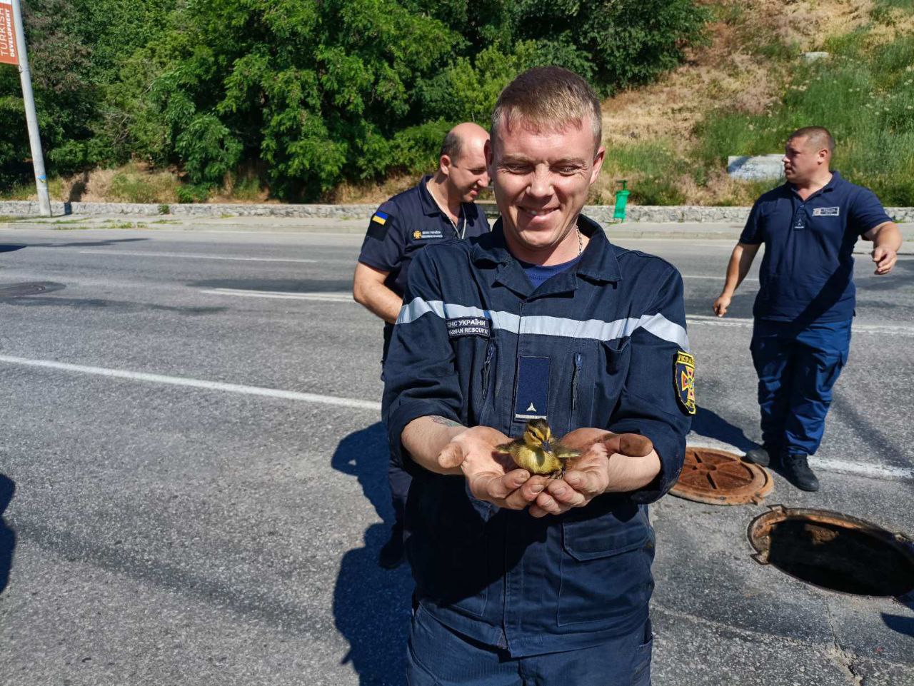 В Харькове спасатели вытащили из канализационного колодца семейство дикой утки (фото)