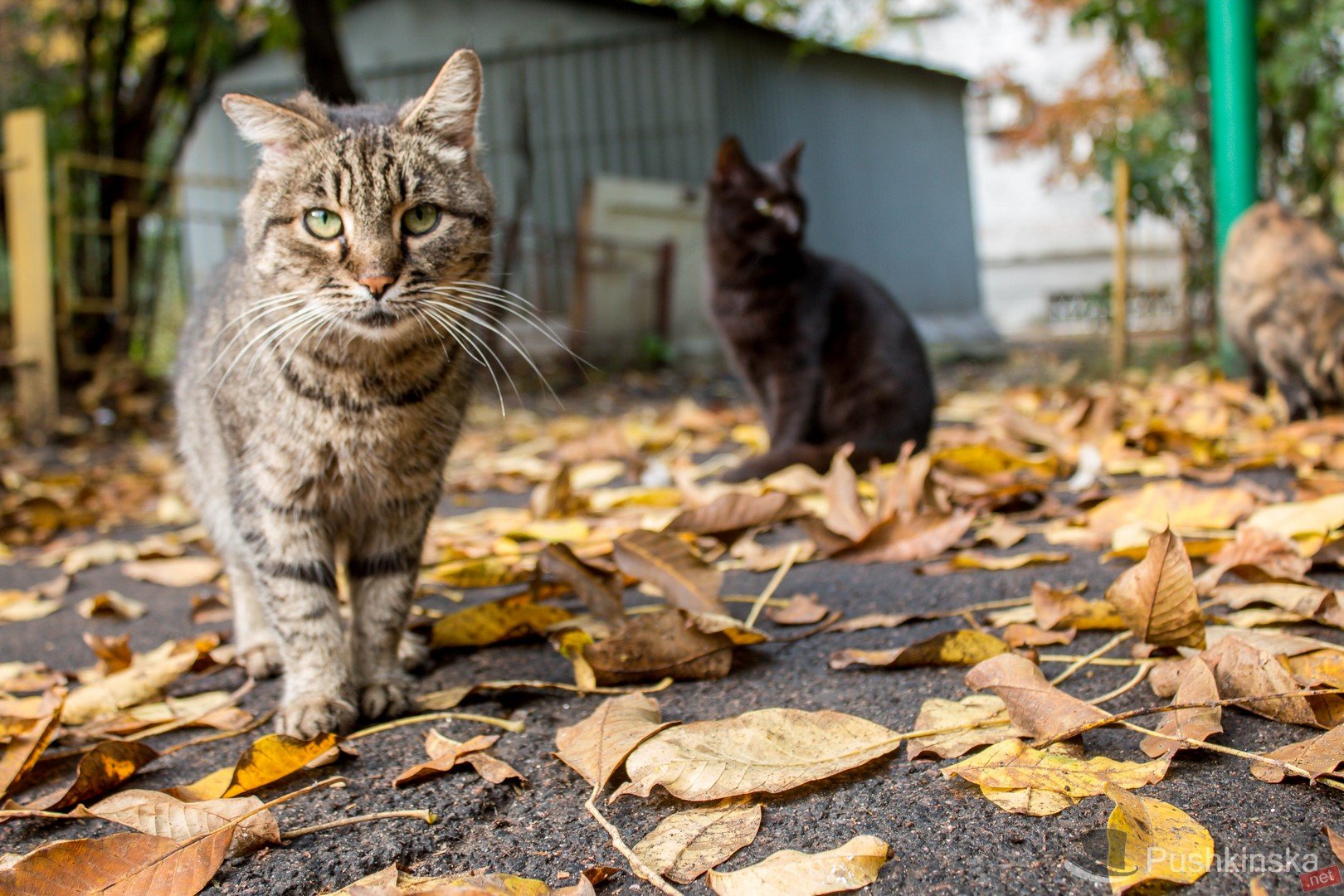 Кот в москве. Уличный кот. Бездомный кот. Дворовые кошки. Уличные котики.