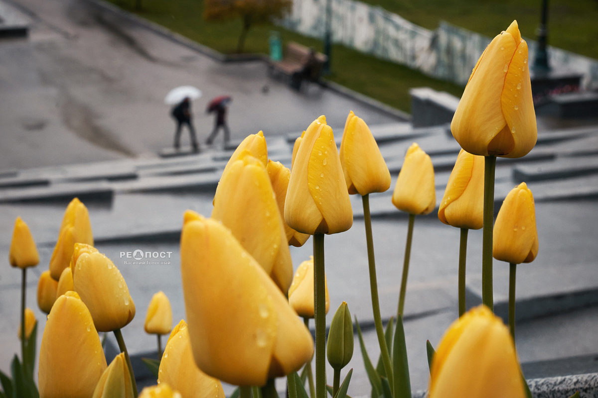 Rainy forecast for Kharkov this week