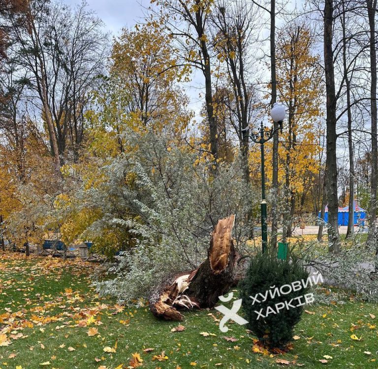 Шість дерев і дві великі гілки впали у Харкові сьогодні через буревій