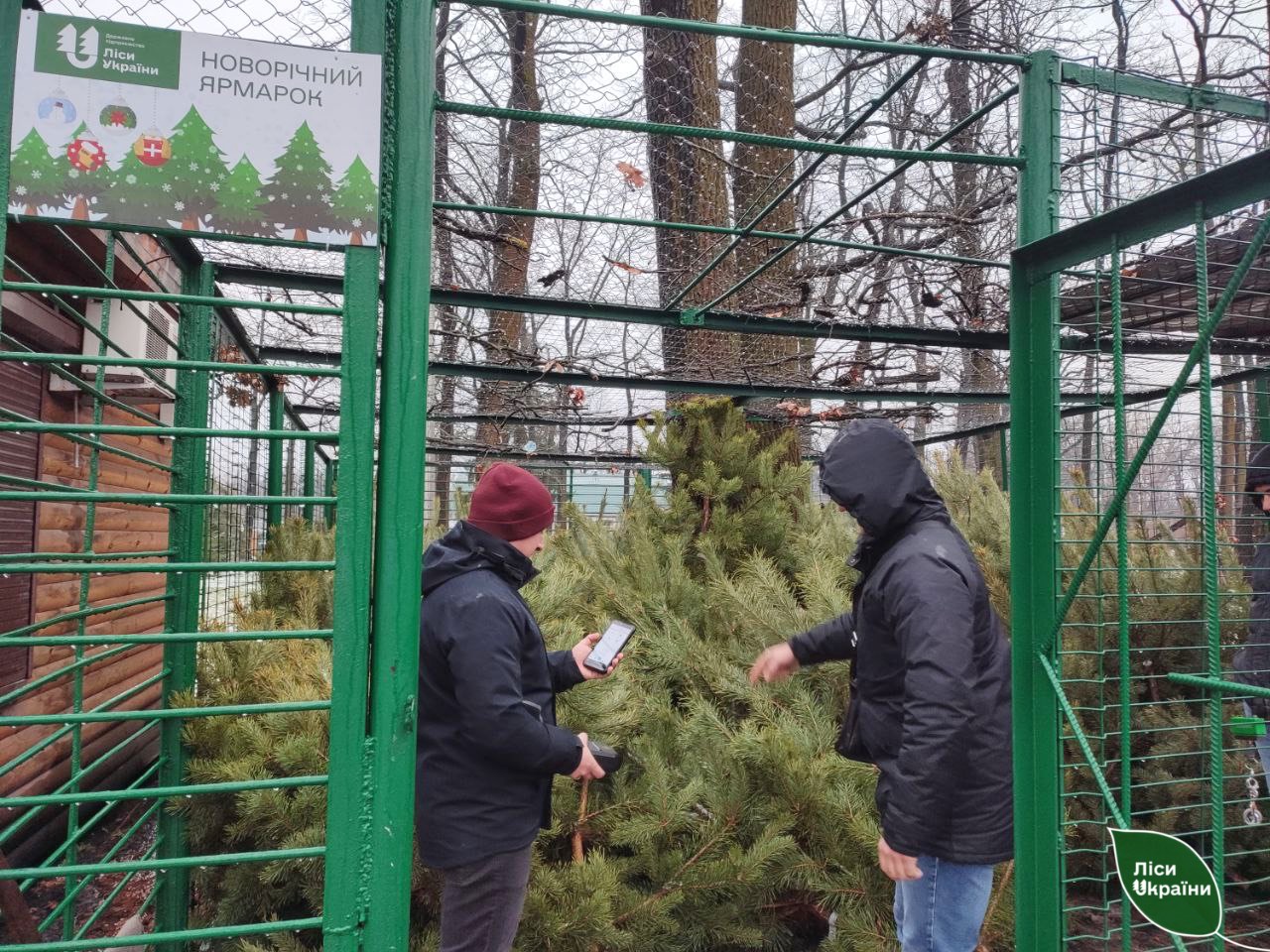 Щоб купити ялинку, готівка не потрібна – нововведення в лісгоспах Харківщини