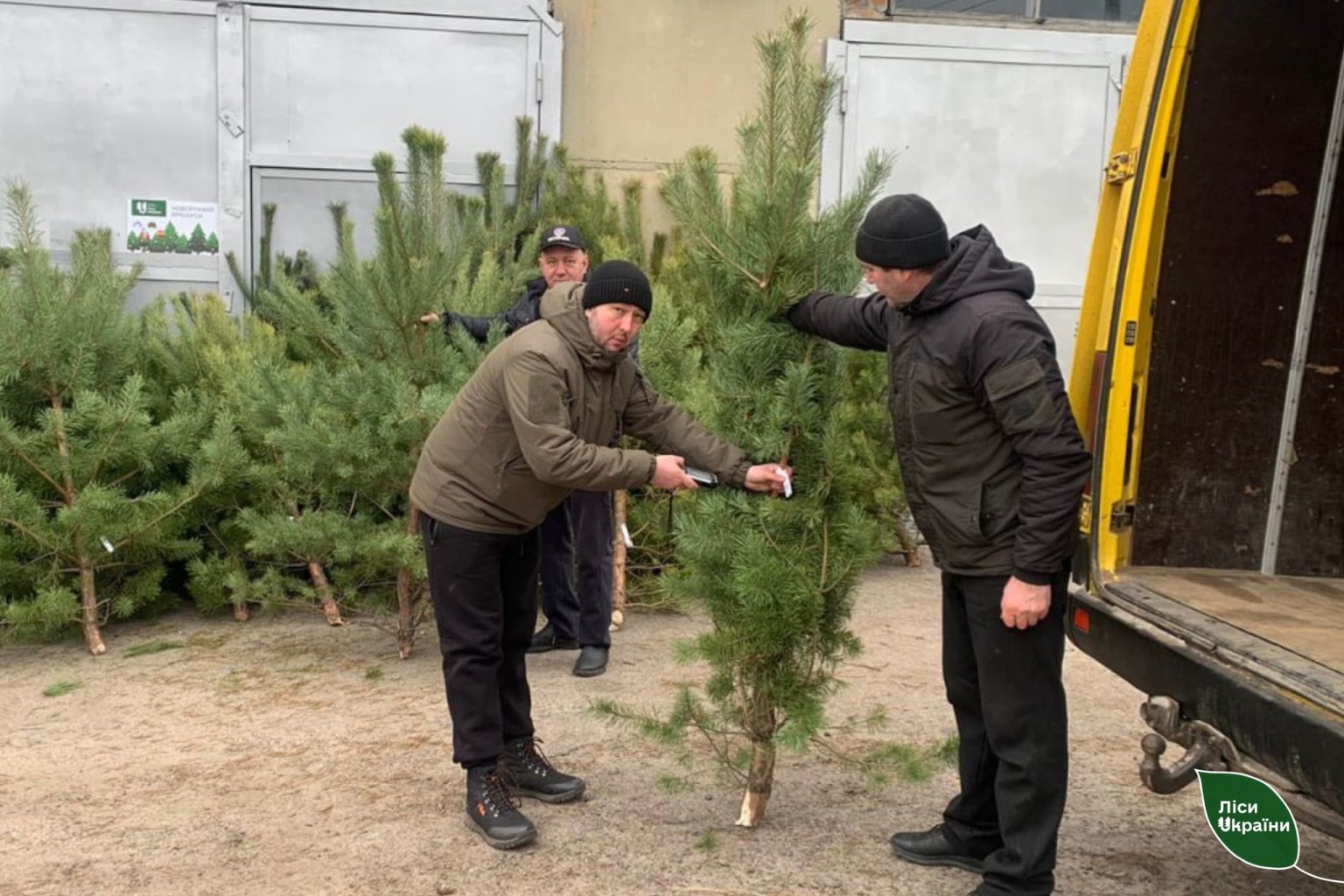 Де на Харківщині купити дешеву ялинку