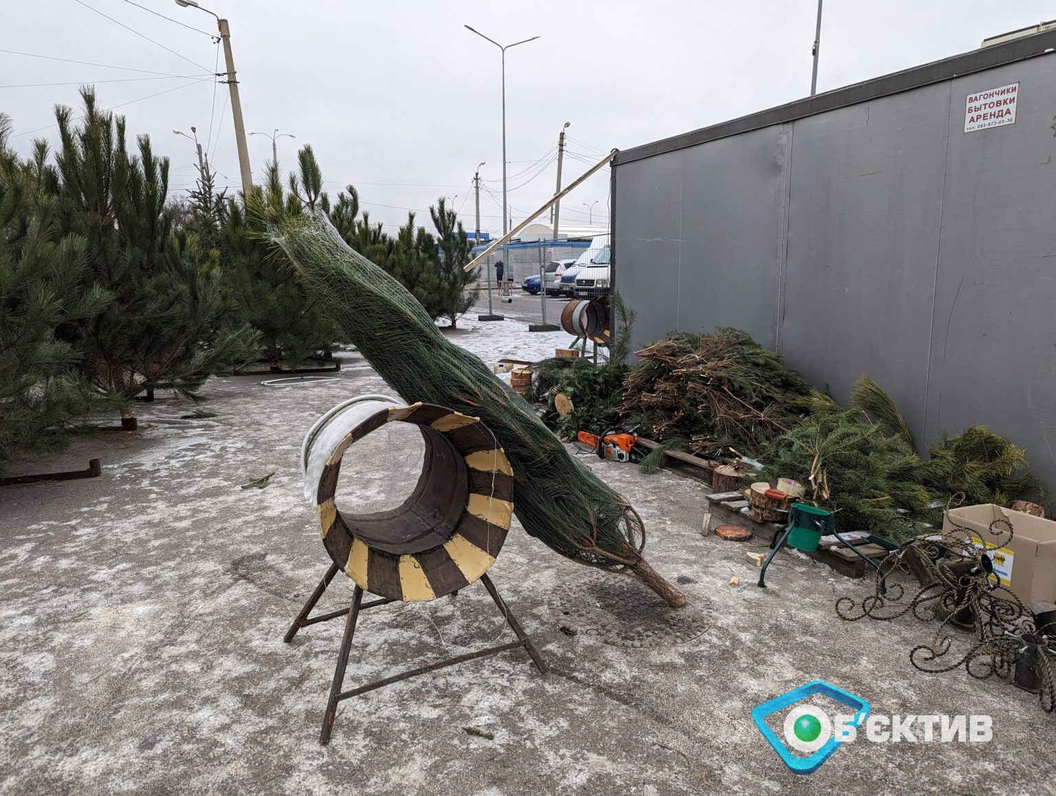 Ялинкові базари відкрилися в Харкові: ціни на всі види та висоти хвойних