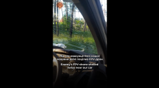 Дрон РФ атакував авто активістів, які евакуювали тварин із Вовчанська (відео)