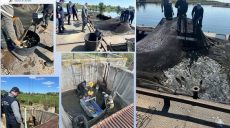 Товстолобик і білий амур: понад 150 тис. рибин випустили в озеро на Харківщині