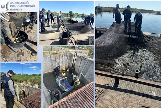 Товстолобик і білий амур: понад 150 тис. рибин випустили в озеро на Харківщині