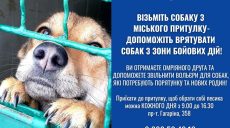Харків’ян просять прихистити тварин з міського притулку: вольєри переповнені