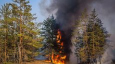 Ліси палають на Харківщині через обстріли росіян (фото)