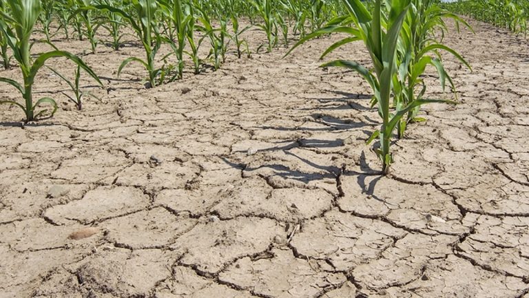 Що буде з урожаєм: посуха панувала на Харківщині в першій декаді червня