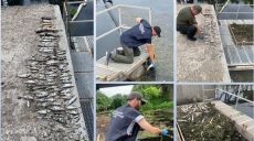 Более полусотни рыб погибло в реке Уды на Харьковщине: выясняют причину (фото)