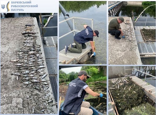 Понад пів сотні риб загинуло у річці Уди на Харківщині: причину з’ясовують