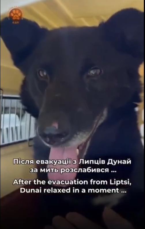 В Липцах пес Дунай прятался от обстрелов в подвале дома: его вывезли (видео)