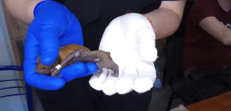 Бебі-бум у Харкові: народилося 19 кажанів, ще чотири самки – вагітні (відео)