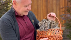 Два ягуара родились в Харьковском зоопарке: Терехов предлагает выбрать имена