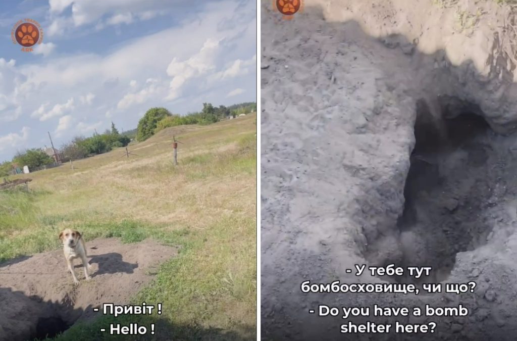 Пес вирив яму, щоб ховатися від обстрілів на Харківщині (відео)
