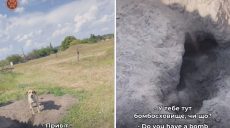Пес вырыл яму, чтобы прятаться от обстрелов на Харьковщине (видео)