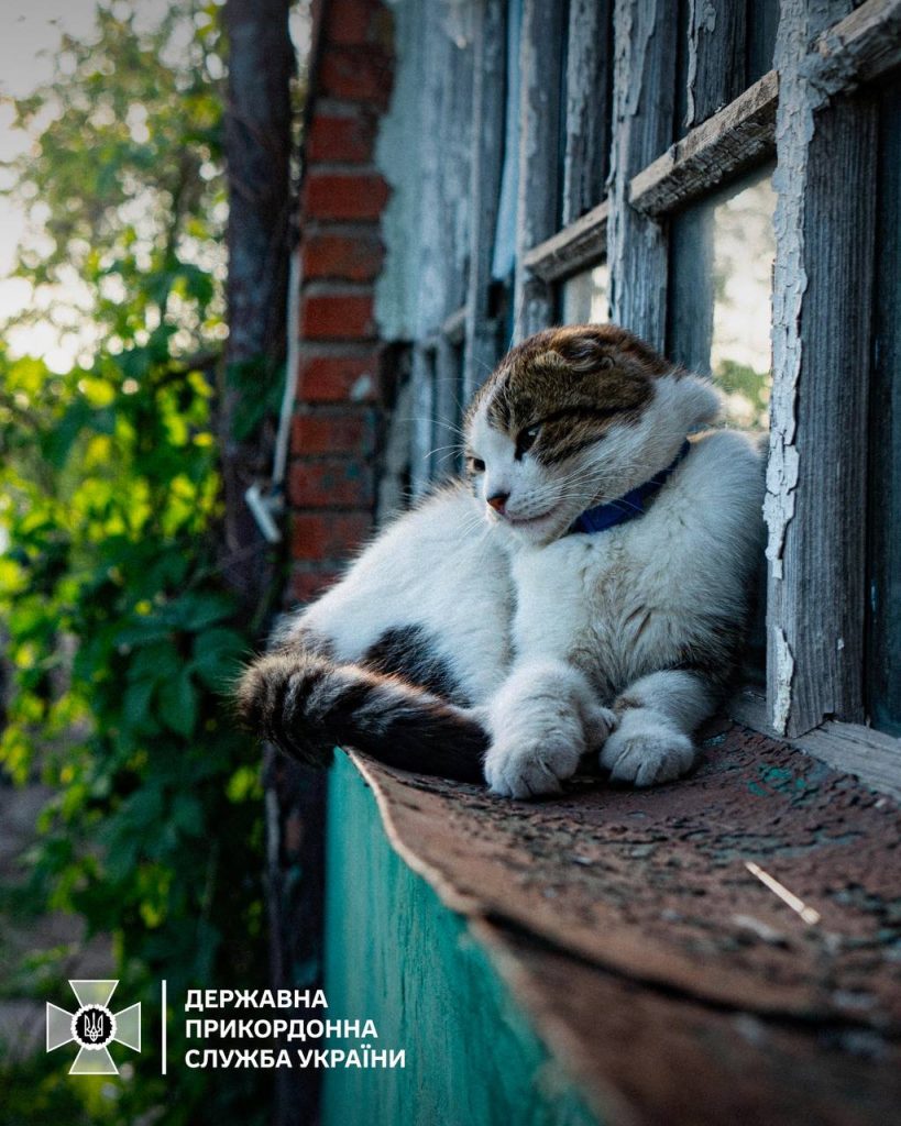 Кота на Харківщині врятували прикордонники, Джо тепер живе на фронті (фото)