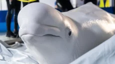 Грузовиками и самолетом. Как двоих китов вывезли из Харькова в Испанию (видео)