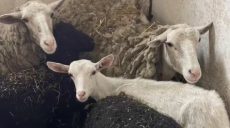 Стадо из 8 овец и коз нашли волонтеры на 2 этаже дома в Волчанске (видео)
