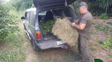В лесхозе на Харьковщине навязали 800 веников и заготовили тонну сена: зачем