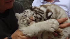 Несмотря на звуки обстрелов: белые тигры родились в экопарке под Харьковом
