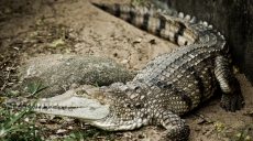 12-летнюю девочку, когда она купалась в речке, сожрал австралийский крокодил