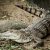 12-річну дівчинку, коли вона купалася в річці, зжер австралійський крокодил