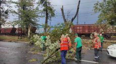 Упавшие из-за непогоды деревья и поломанные ветки убирают в Харькове (фото)