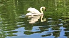 Лебеді повернулися до Центрального парку Харкова (відео)