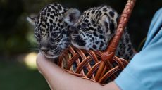 Какие имена выбрали маленьким ягуарам харьковчане, сообщил Терехов