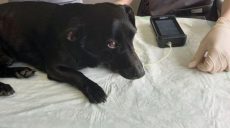 Решил жестоко убить собственных собак: жителю Харьковщину светит тюрьма