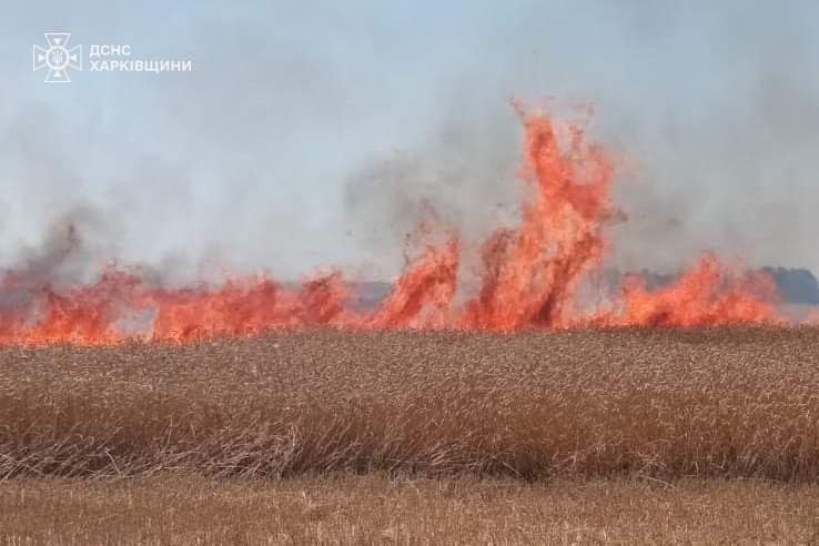 Поле с более 50 га пшеницы пожарные спасли от пламени на Харьковщине