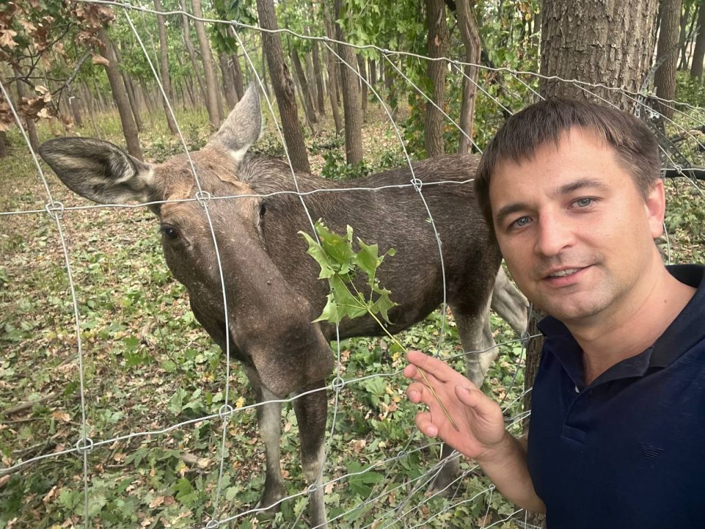 Лосиха Люся оказалась в эпицентре удара под Харьковом и едва не погибла (фото)