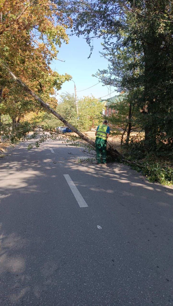 упало дерево в Харькове