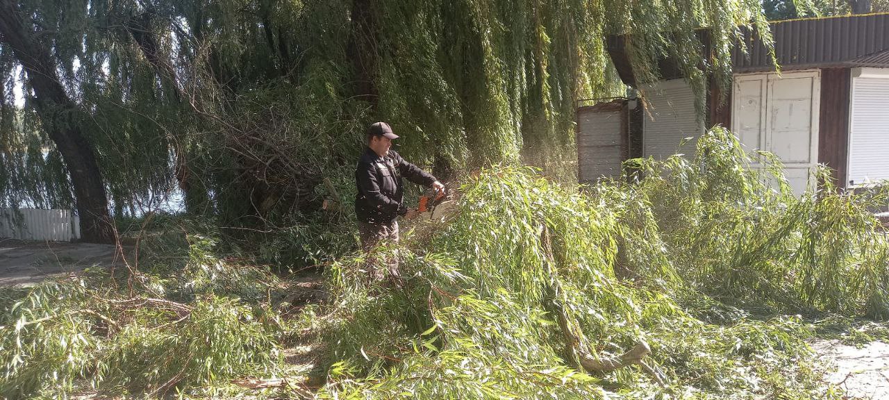 упало дерево в Харькове 3