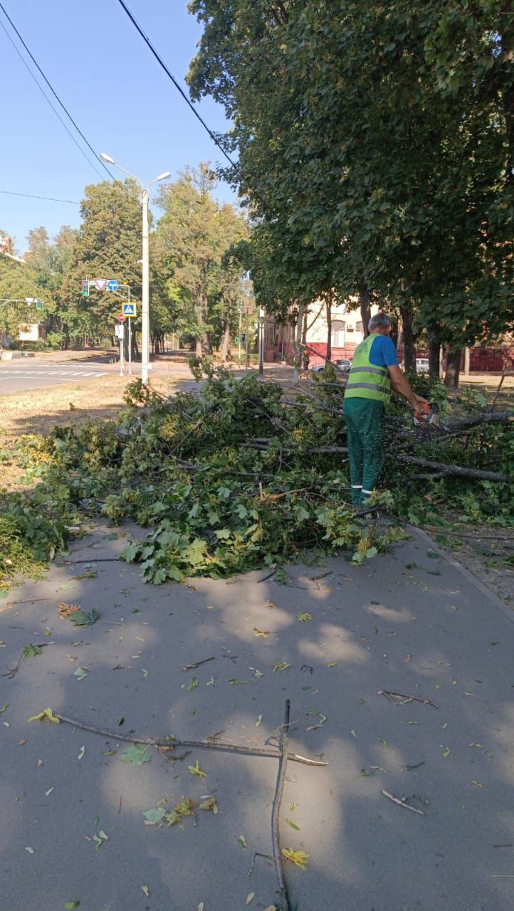 впало дерево у Харкові 4