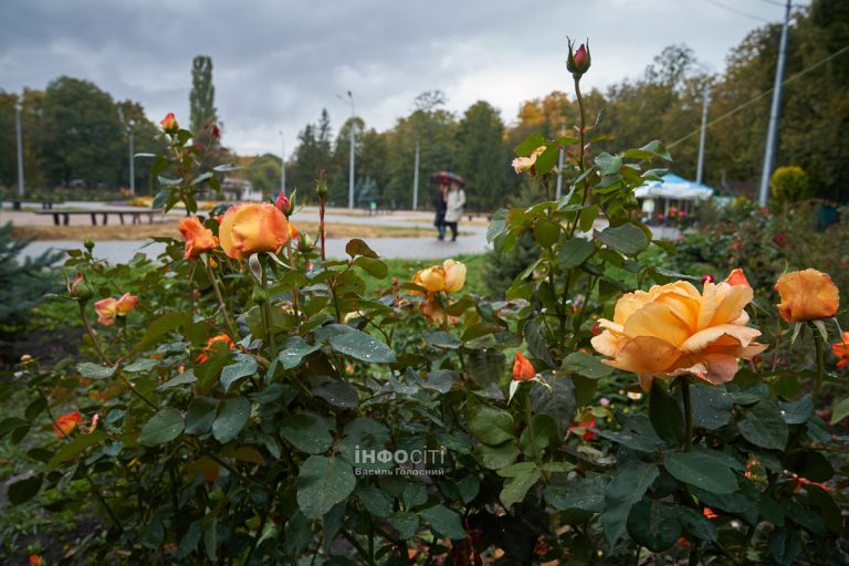 Коли в суботу на Харківщині може бути дощ: прогноз погоди на 19 жовтня