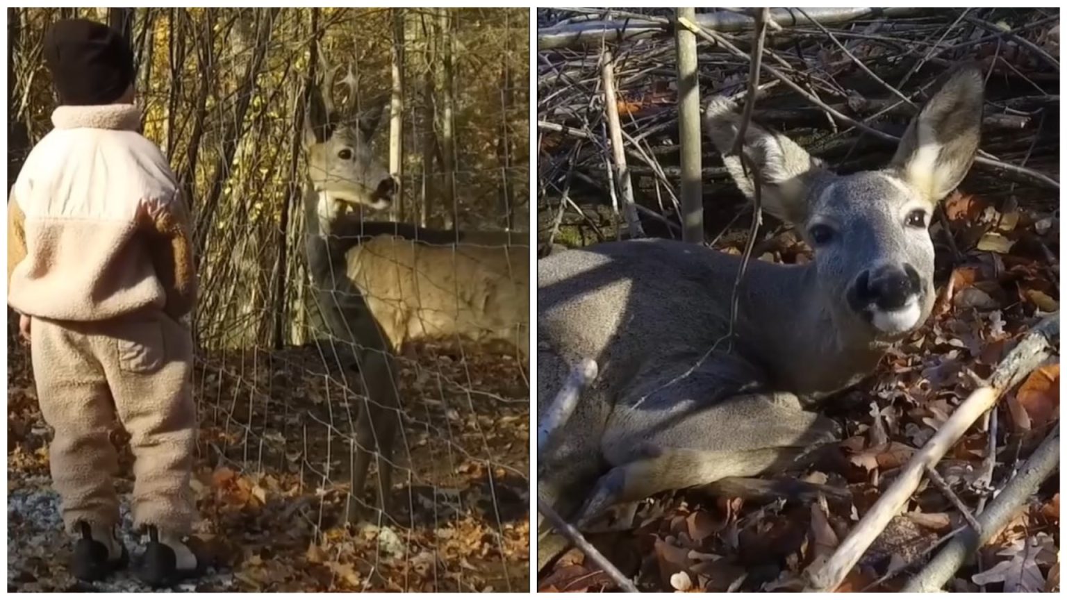 Косуля с уникальной судьбой поселилась под Харьковом (видео)