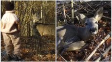 Косуля с уникальной судьбой поселилась под Харьковом (видео)