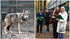 Инвентаризацию волков провели таможенники в харьковском экопарке (фото)