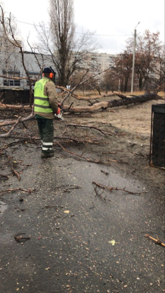 в Харкьове упало дерево